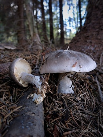 STRMUĽKA INOVAŤOVÁ  /  CLITOCYBE NEBULARIS